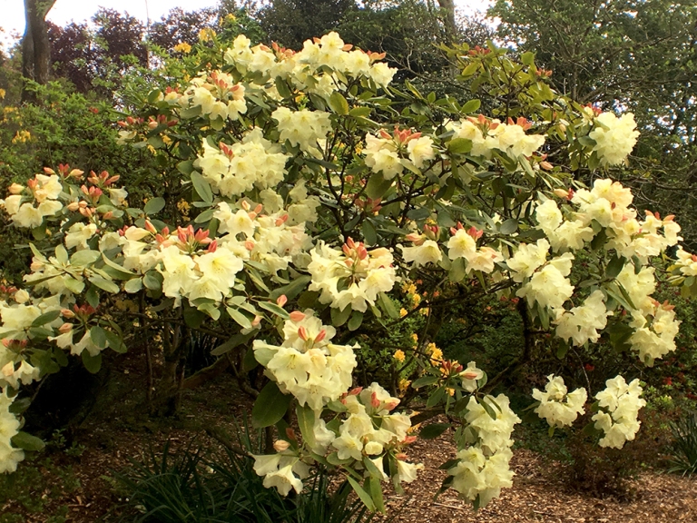 Crystal Springs Rhododendron Garden- Portland Oregon - Oyako Portland18